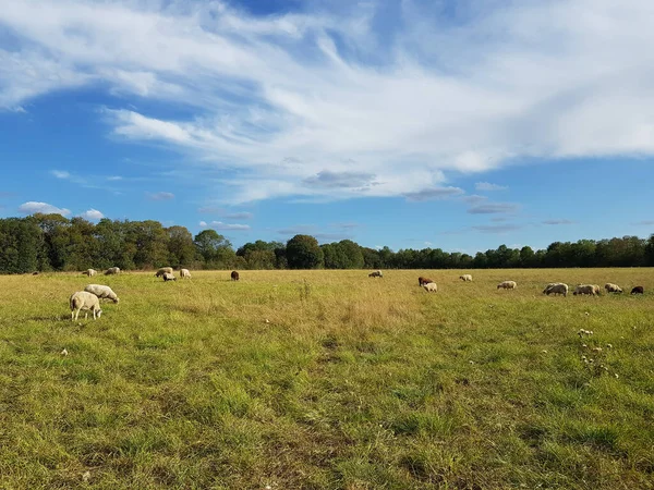 Gros Plan Moutons Broutant Dans Champ — Photo