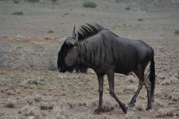 Czarny Wildebeest Gnu Stepie Namibii — Zdjęcie stockowe