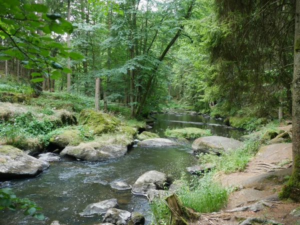 Zielony Krajobraz Lesie — Zdjęcie stockowe