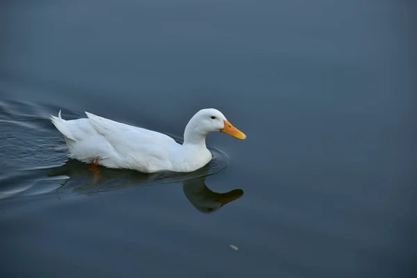 Detailní Záběr Kachny Plavající Jezeře Denního Světla Rozmazaným Pozadím — Stock fotografie