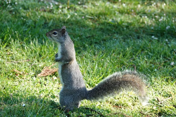 一只可爱的灰松鼠站在草坪上晒太阳 — 图库照片