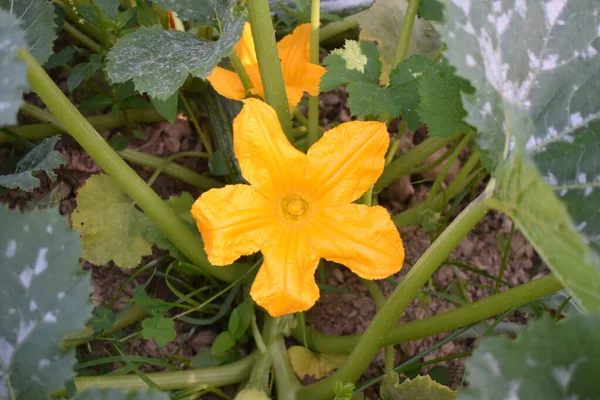 Bahçede Büyüyen Parlak Bir Cucurbita Çiçeğinin Yakın Çekimi — Stok fotoğraf