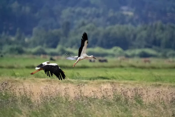 Closeup Shot Storks Flying Field — Stock Photo, Image