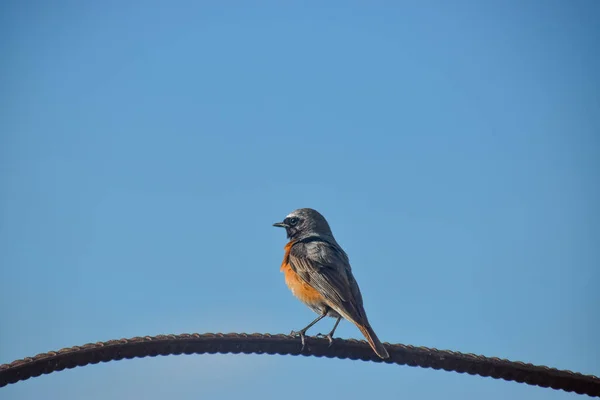 Eine Nahaufnahme Eines Hausrotschwanzvogels Der Auf Einem Draht Vor Blauem — Stockfoto