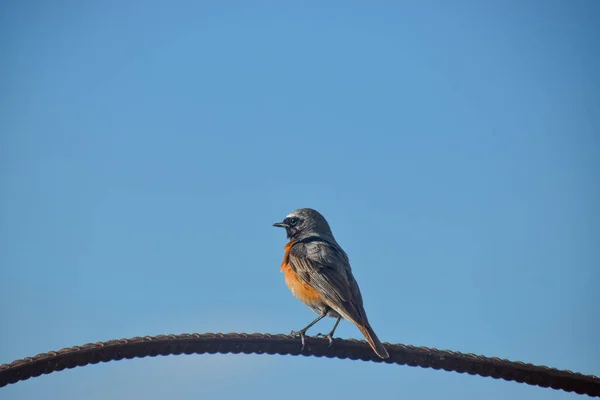 Closeup Shot Black Redstart Bird Perched Wire Blue Sky Background — Stock Photo, Image