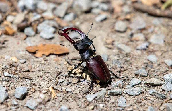 石の上のルカヌス ケルベスの甲虫 — ストック写真