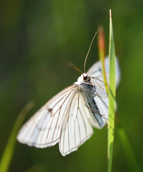 Makro Záběr Bílého Hlohu Motýla Zelené Trávě Rozmazaném Pozadí — Stock fotografie