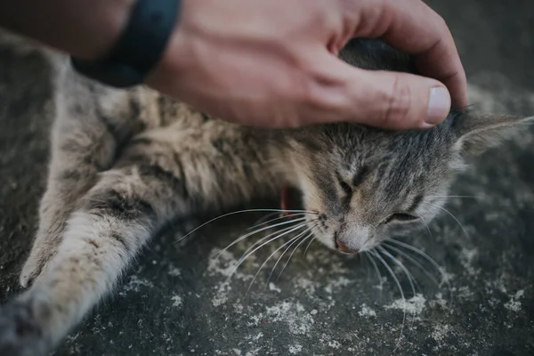 爱抚可爱的家猫的人 — 图库照片