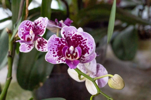 Tiro Close Flores Brancas Roxas Orquídea Phalaenopsis Peitoril Janela — Fotografia de Stock