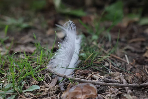 Ένα Κοντινό Πλάνο Από Ένα Λευκό Φτερό Πουλιού Στο Γρασίδι — Φωτογραφία Αρχείου