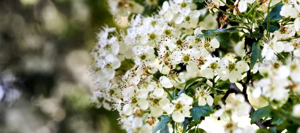 Tiro Close Flores Cereja Nos Galhos Árvore — Fotografia de Stock