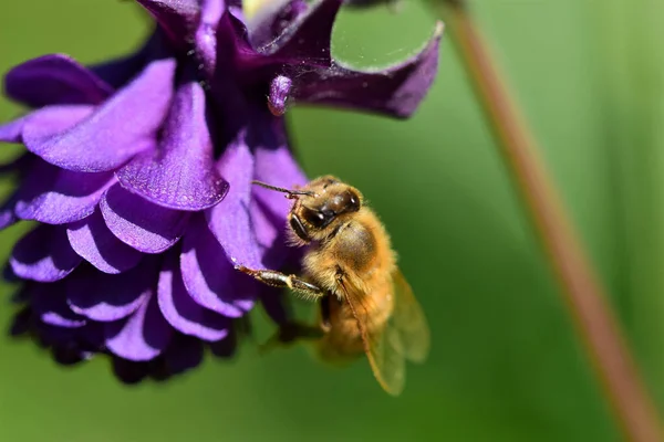 자주색 꿀벌의 — 스톡 사진