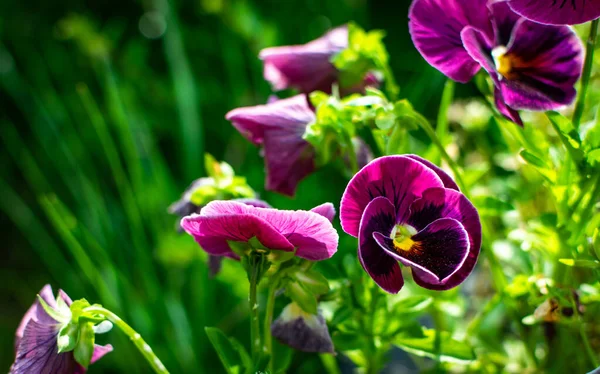 Selective Focus Shot Purple Pansies Field — Stock Photo, Image