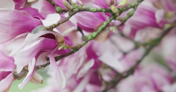 Gałąź Drzewa Pięknymi Jasnymi Kwiatami Magnolii Rosnącymi Ogrodzie Letni Słoneczny — Wideo stockowe