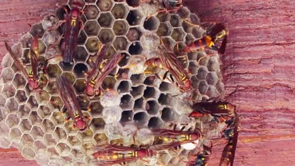 Nahaufnahme Eines Bienenstocks — Stockvideo