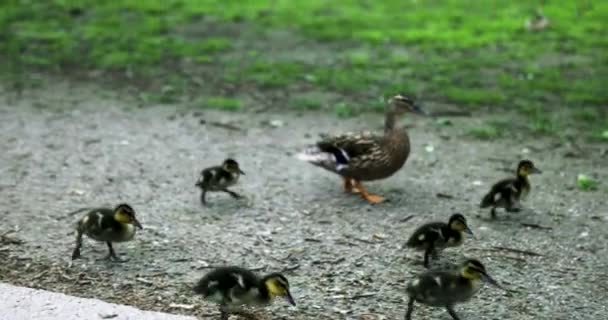 Grupo Patos Parque — Vídeo de Stock