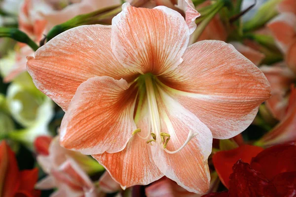 Closeup Amaryllis Flowers Garden Sunlight Blurry Background — Stock Photo, Image