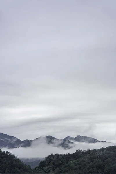 Colpo Verticale Montagne Boschive Ricoperte Nebbia — Foto Stock