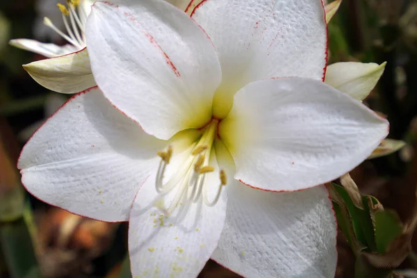 Ένα Κοντινό Πλάνο Λευκά Λουλούδια Αμαρυλλίδας Έναν Κήπο Κάτω Από — Φωτογραφία Αρχείου