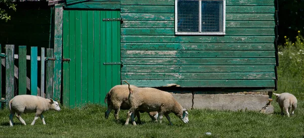 Eine Gruppe Lämmer Weidet Einem Bauernhaus — Stockfoto