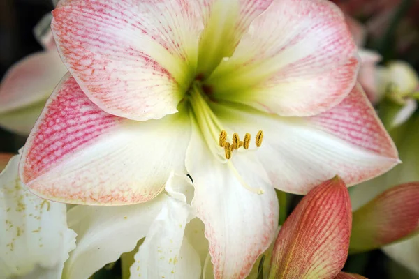 Close Flores Amaryllis Jardim Sob Luz Sol Com Fundo Embaçado — Fotografia de Stock