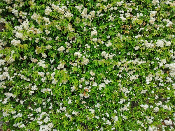 Primer Plano Grupo Hermosas Flores Jazmín Creciendo Arbusto Verde Vibrante —  Fotos de Stock