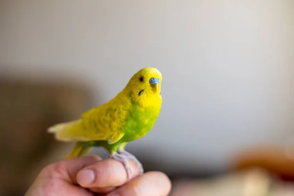 Closeup Green Budgerigar Perched Person Hand Blurry Background — Stock Photo, Image