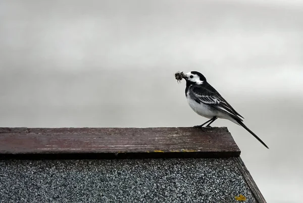 Detailní Záběr Malého Pied Wagtail Rozmazaném Pozadí — Stock fotografie