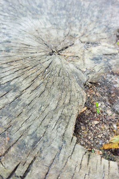 Detailní Záběr Povrch Starého Pařezu Stromu — Stock fotografie