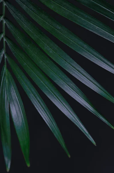 Una Macro Una Hoja Palma Verde Sobre Fondo Negro —  Fotos de Stock