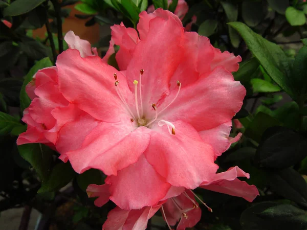 Closeup Shot Beautiful Pink Hawaiian Hibiscus — Stock Photo, Image