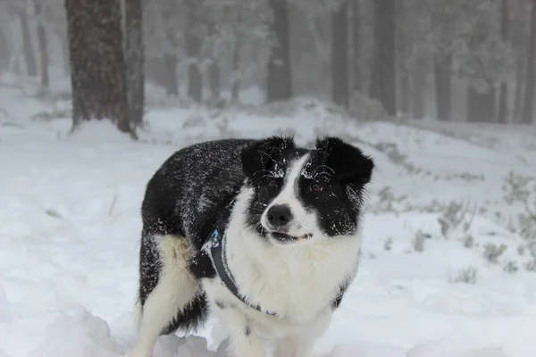 Симпатичная Пограничная Колли Собака Играет Снежном Лугу — стоковое фото