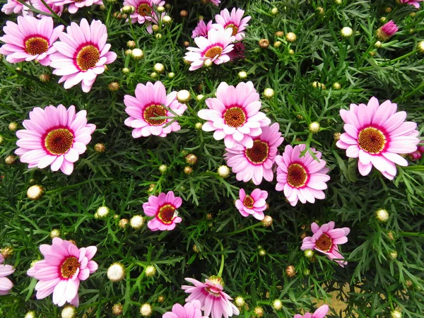 Campo Flores Lindas Cor Rosa Luz Solar — Fotografia de Stock