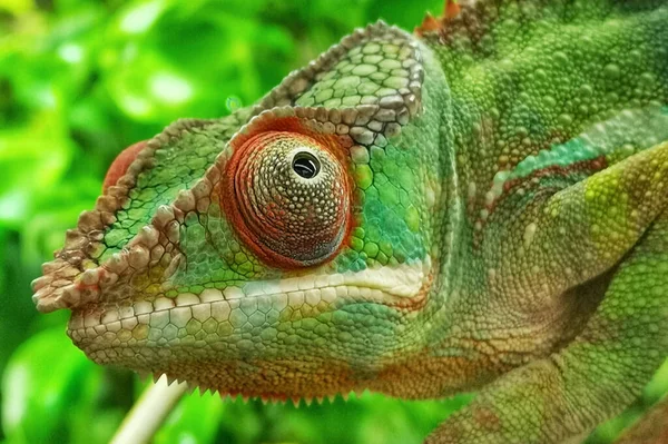 Zbliżenie Twarzy Zielonego Łuskowatego Kameleona Spoglądającego Góry Boku Zamazanym Tłem — Zdjęcie stockowe