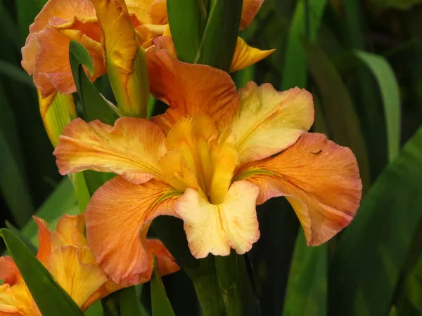 Detailní Záběr Oranžové Lilie Zahradě — Stock fotografie
