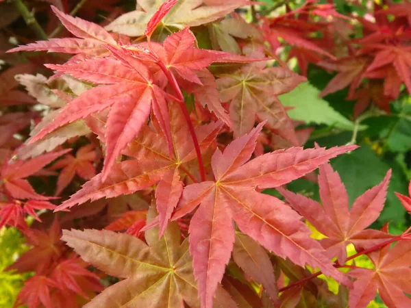 Eine Nahaufnahme Japanischer Ahornblätter — Stockfoto