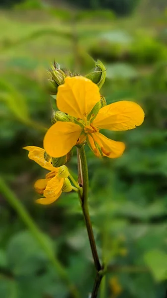 Primo Piano Fiori Gialli Con Sfondo Sfocato — Foto Stock