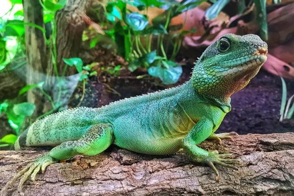 A closeup of a green Chinese water dragon sitting on a tree branch in an aquarium filled with greenery