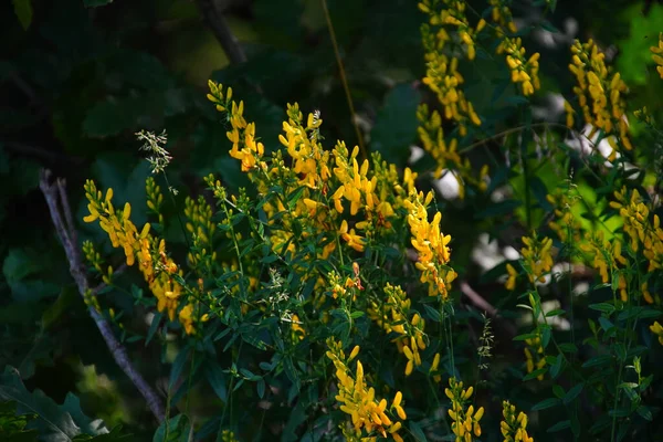 Zbliżenie Ujęcia Moth Mullein Kwiaty Dorastające Łące — Zdjęcie stockowe