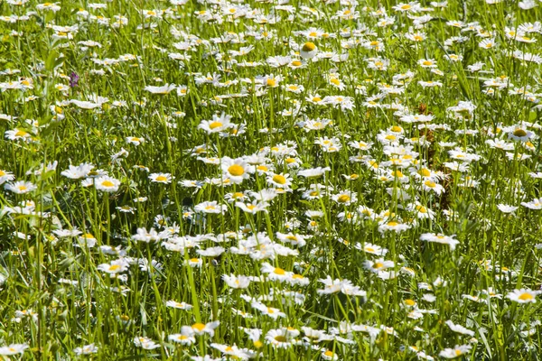 Een Schilderachtig Uitzicht Van Een Grote Groep Kamille Een Veld — Stockfoto