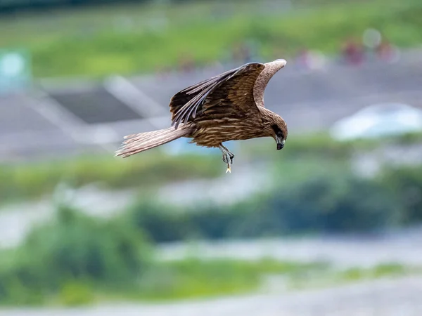 A black-eared kite bird flying in the air