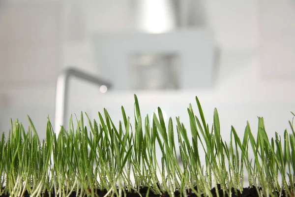 Closeup Shot Green Grass Growing Reach Soil Small White Plate — Stock Photo, Image