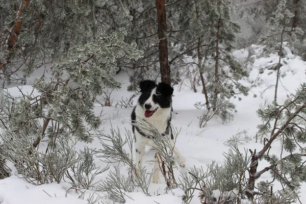 Cute Border Collie Dog Playing Snowy Meadow — Stock Photo, Image