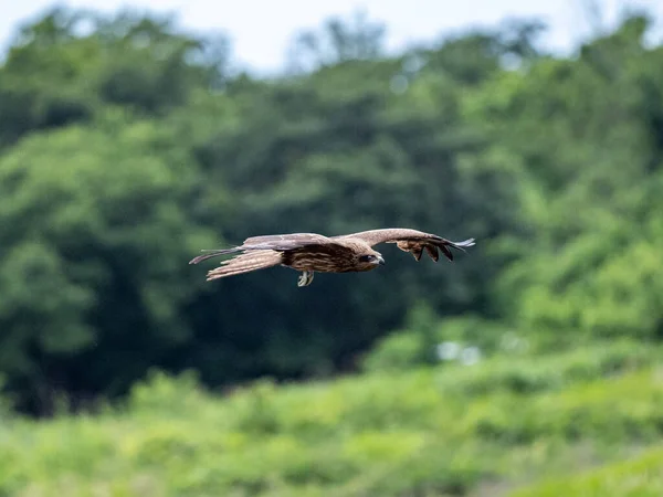 Ormanların Üzerinde Uçan Siyah Kulaklı Bir Uçurtma — Stok fotoğraf