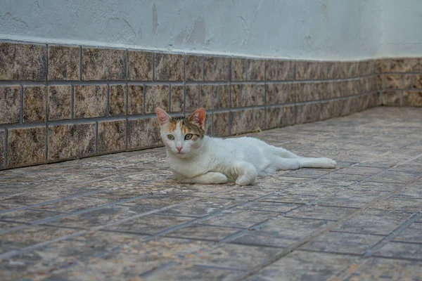 Closeup Adorable White Cat Green Eyes Lying Ground Daylight — Stock Photo, Image