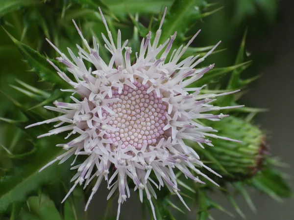 魅惑的なCirsium開花植物のマクロショット — ストック写真