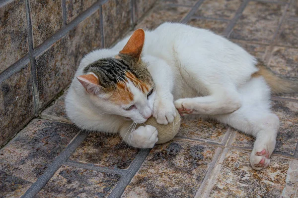 Yerde Yatan Elinde Tenis Topu Tutan Sevimli Beyaz Bir Kedinin — Stok fotoğraf