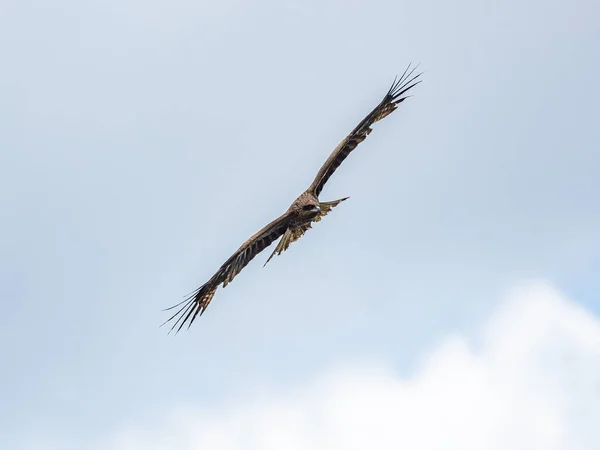 Black Eared Kite Flying Sky — Stock Photo, Image