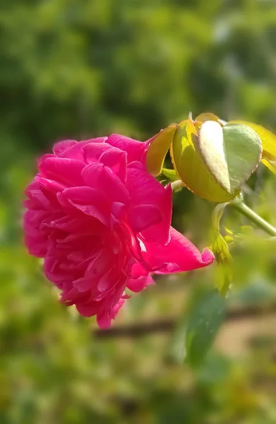 背景がぼやけている庭にピンクのバラのクローズアップショットが成長しました — ストック写真