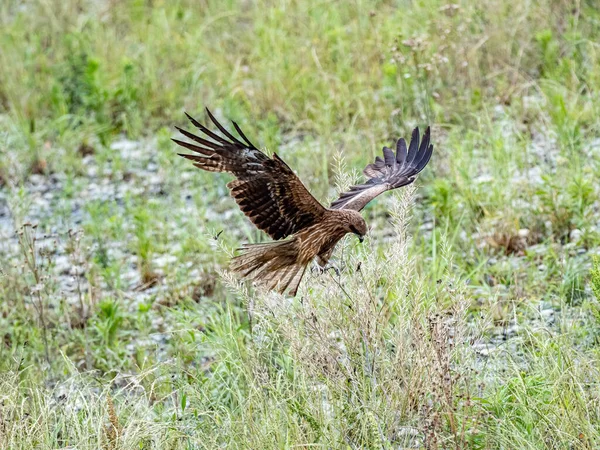 Pájaro Cometa Orejas Negras Aterrizando Sobre Hierba Verde Prado — Foto de Stock